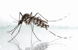  Aedes albopictus 