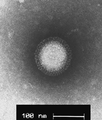 Influenza virus